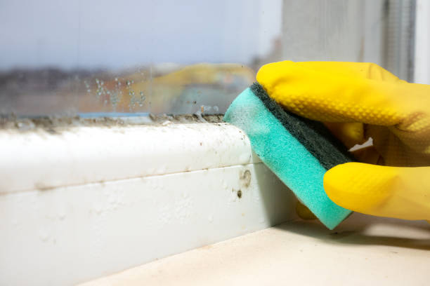 Best Mold Damage Repair  in Laporte, CO