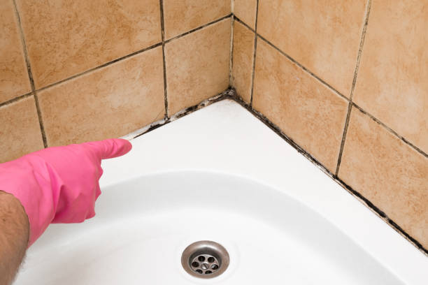 Best Local Mold Removal Service  in Laporte, CO